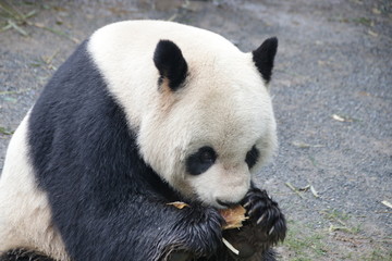 Male Panda is Eating Bamboo Biscuit, Shanghai, China
