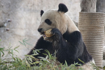 Obraz premium Giant Panda in Shanghai eats Bamboo Biscuit,China