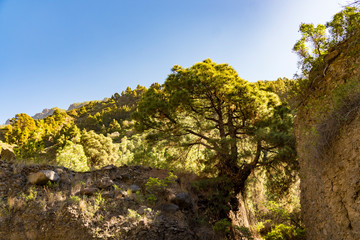At the hiking trail National Park Caldera de Taburiente near Los Llanos de Aridane, La Palma Islands, Spain