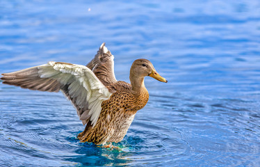 duck in water