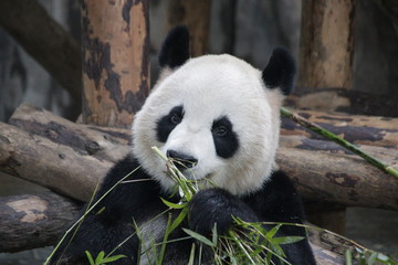 Obraz premium Sweet Fluffy Face of Female Panda name Gong Zhu which means Princess in Chinese, Shanghai, China