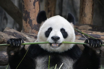 Obraz premium Sweet Fluffy Face of Female Panda name Gong Zhu which means Princess in Chinese, Shanghai, China