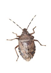 Stink bug closeup
