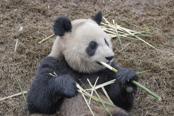 Happy Giant Panda is Eating Bamboo, China