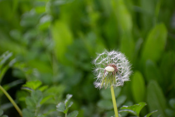 Half Dandelion Green Background with soft green bokeh and soft lighting