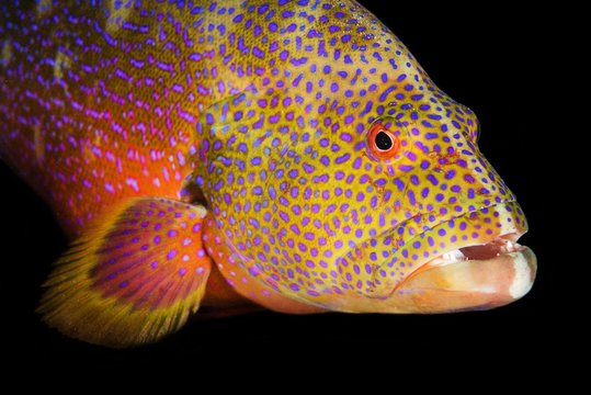 Yellow-edged lyretail (Variola louti), Red Sea, Egypt, Africa