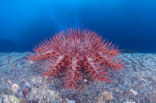 Thorns Sea Star (Acanthaster planci), starfish produces a cloud of sperm, Red sea, Egypt, Africa
