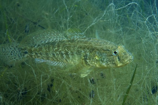 Grass goby (Zosterisessor ophiocephalus), Black Sea, Ukraine, Europe