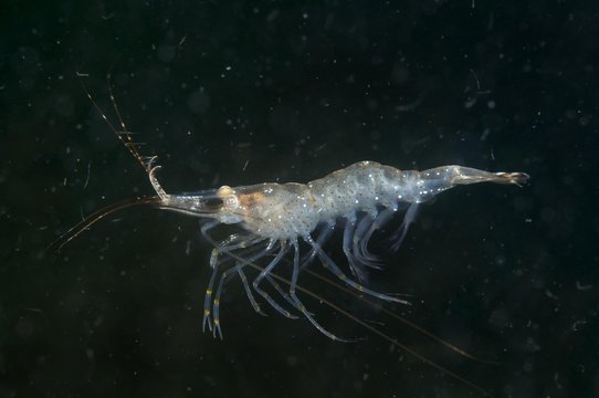 Baltic prawn (Palaemon adspersus), Black Sea, Ukraine, Europe
