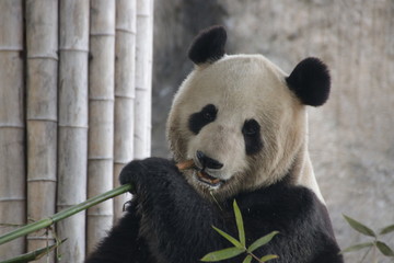 Obraz premium Giant Panda Name, Mei Xi, Eating Bamboo, Shanghai, China
