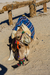 Camels in arabian desert not far from the Hurghada city, Egypt