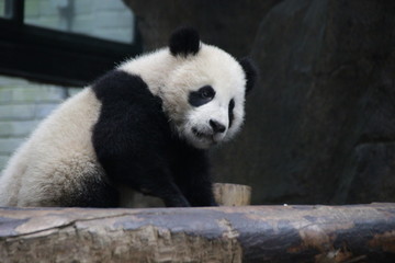 Obraz premium Close Up Little Baby Panda Cub in Shanghai, China