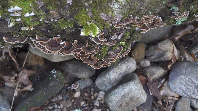 Young Man forages Turkey Tail ( Trametes versicolor ) Mushrooms in the forest. Wild harvesting Medicinal mushrooms used to boost immune function.
