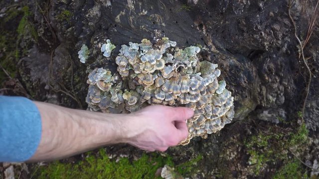 Young Man forages Turkey Tail ( Trametes versicolor ) Mushrooms in the forest. Wild harvesting Medicinal mushrooms used to boost immune function.