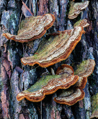 Close-up of Rainbow Bracket Fungi (Trametes versicolor) growing on a fallen tree trunk - NSW, Australia