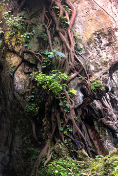 Root of Tetrameles nudiflora tree creeping on karst rock cliff side. Endemic tree in west java and sumatera