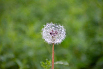 Fototapeta premium Dandelion with Green Garden Background with soft focus and green bokeh