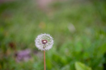 Dandelion with Green Garden Background with soft focus and green bokeh