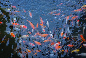 Fototapeta na wymiar Koi swimming in water garden. Fancy and colorful carp fish. Koi Fishes swim in black pond. Koi fish color are red, orange and white. Taken during feeding time