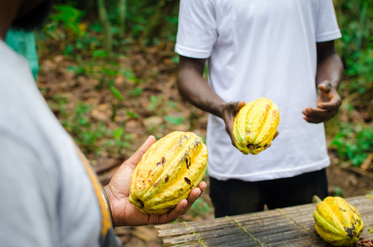 Men holding cocoa pods