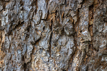 wooden texture