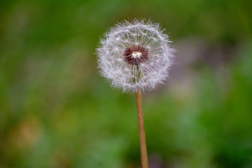 Dandelion with Green Garden Background with soft focus and green bokeh