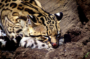 Ocelote