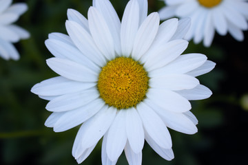 Fototapeta premium White Daisy