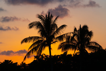 Obraz na płótnie Canvas tropical landscape of coconut trees silhouette during sunset