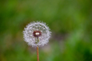 Dandelion with Green Garden Background with soft focus and green bokeh