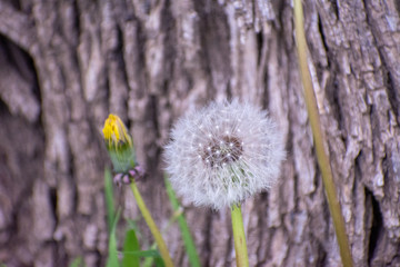 Dandelion Flower  with Tree Bark Background, mellow focus
