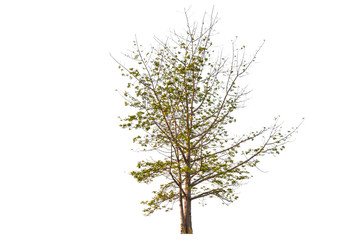 Fototapeta premium Big Tree isolated on white background