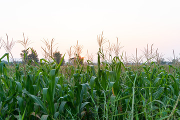 Fototapeta premium corn field and sunset backgorund