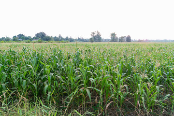 corn fields on white background