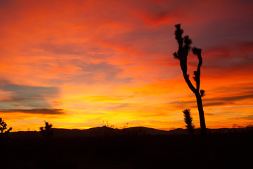 silhouette sunset, desert sunset, desert sky, landscape, nature, beauty