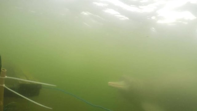 Curious river dolphin looking at underwater microphone used by scientists to record their vocalization.