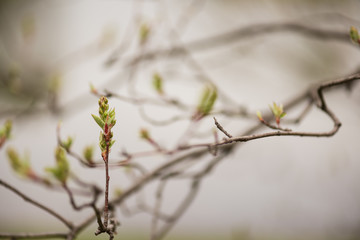 branch of a tree in spring