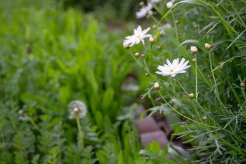 White Flowers and Half Dandelion in Green Garden