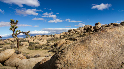tree in the desert,landscape, rocks and sky, desert stones, desert sky, nature