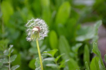 Half Dandelion Green Background with soft green bokeh and soft lighting