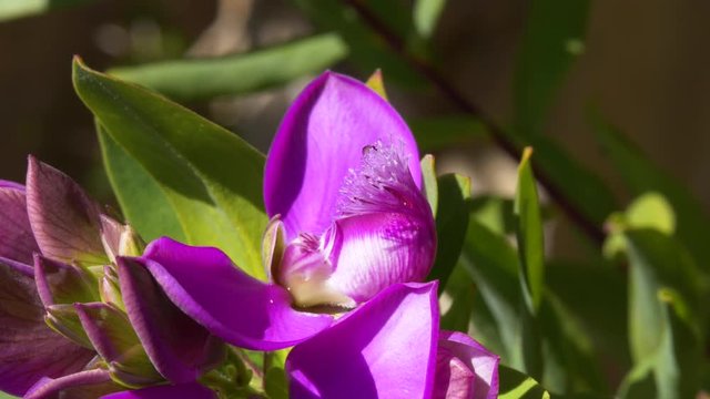 Macro shot of Polygala myrtifolia flowers