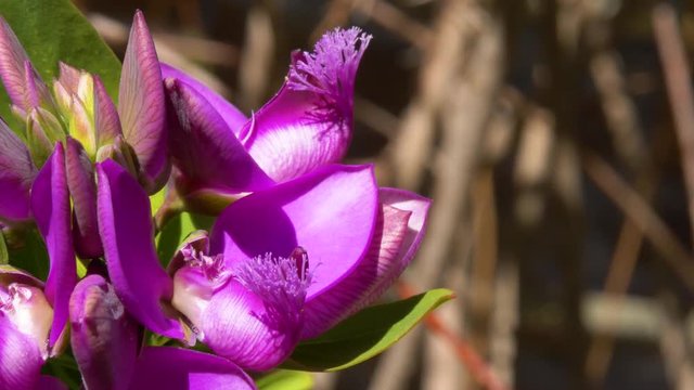 Macro shot of Polygala myrtifolia flowers, slow zoom