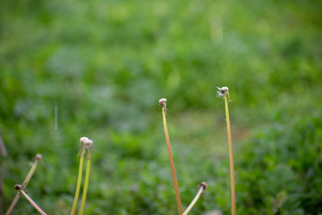 Dandelion stems with green garden background bokeh