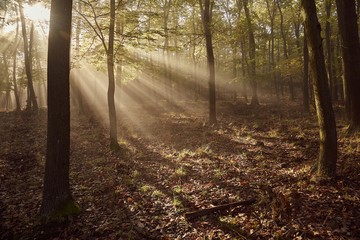 Forest with light rays