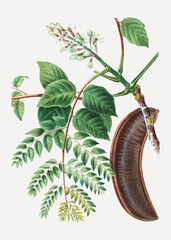 Coffee bean tree