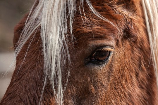 Haflinger, eye, Rhineland-Palatinate, Germany, Europe