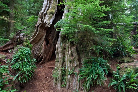 Old cedar (Thuja plicata) in the Quinault Rainforest in Quinault, Olympic National Park, Washington, USA, North America