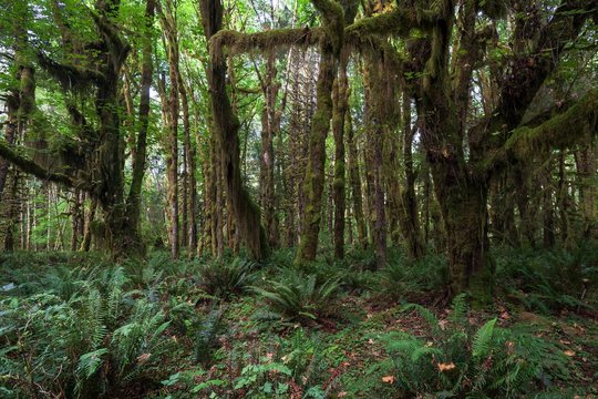 Vegetation with ferns on Kestner Homestead Trail, Quinault Rainforest, near Quinault, Olympic National Park, Washington, USA, North America