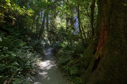 Trail in Hoh Rainforest, near Forks, Olympic National Park, Washington, USA, North America