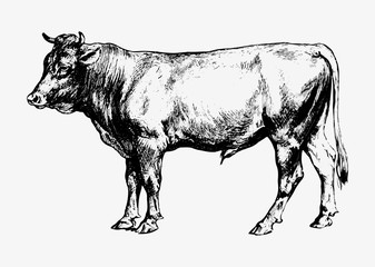 Bull vintage drawing